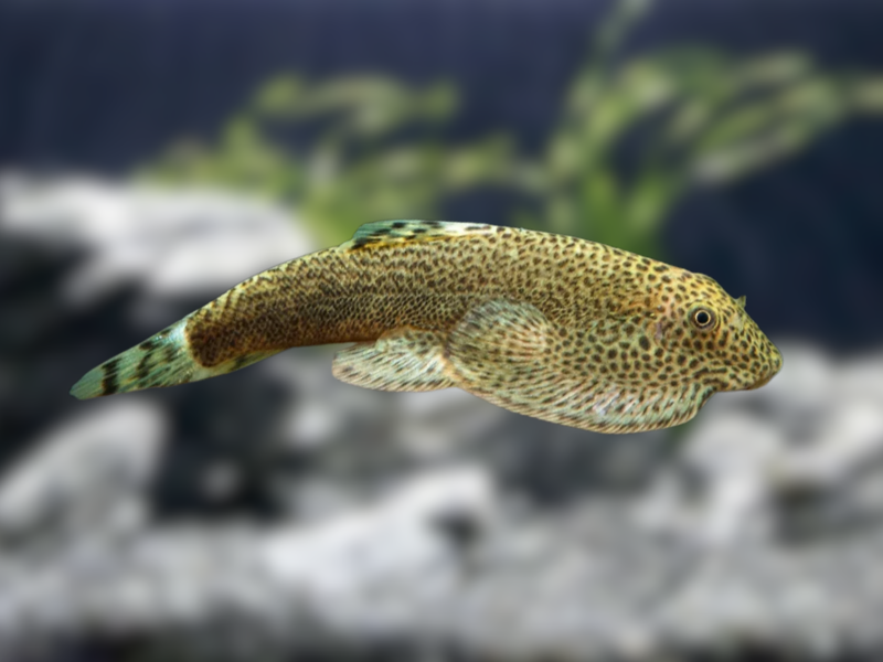 Image of Beaufortia kweichowensis Image of Beaufortia kweichowensis