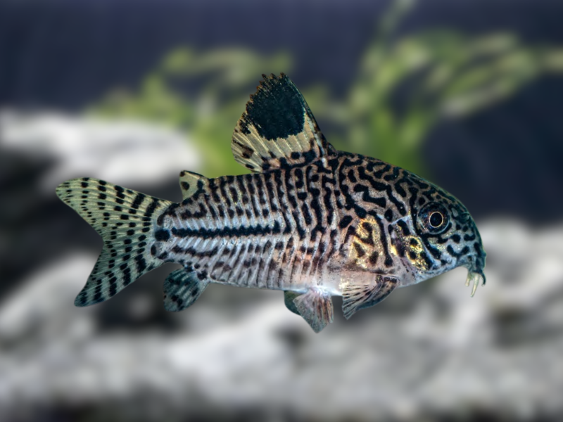 Image of Corydoras julii Image of Corydoras julii