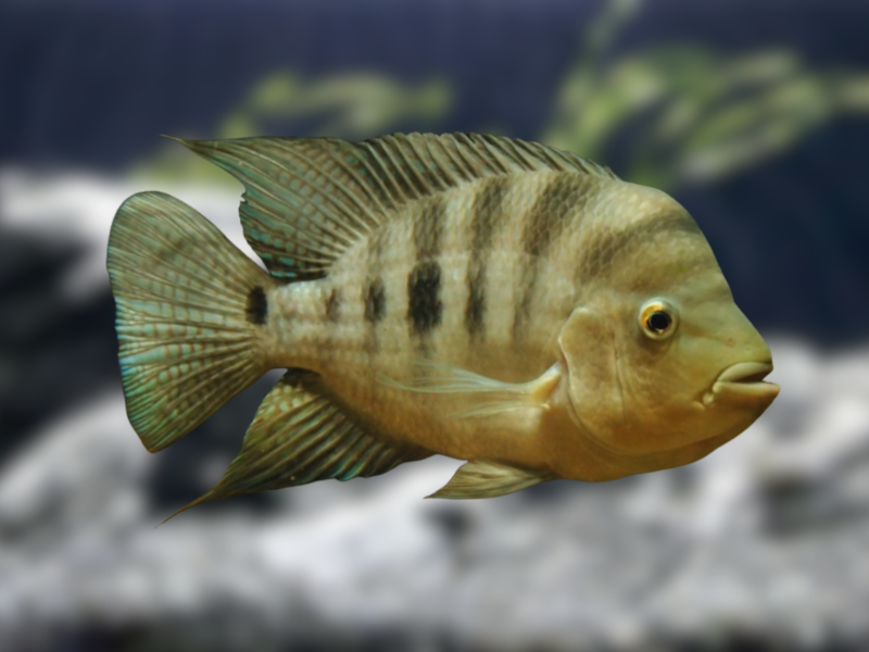 Image of Amphilophus citrinellus Image of Amphilophus citrinellus