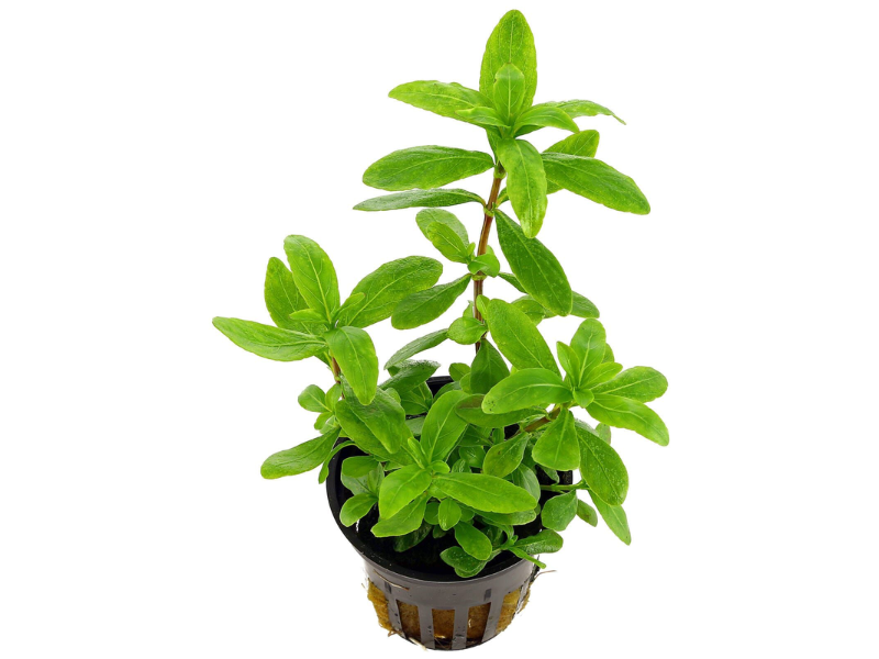 Image of Hygrophila polysperma Image of Hygrophila polysperma