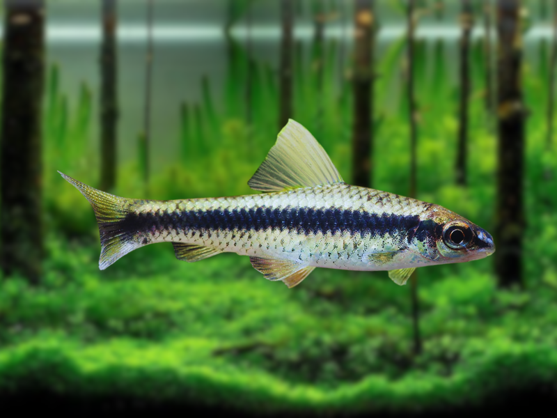 Image of Crossocheilus oblongus Image of Crossocheilus oblongus
