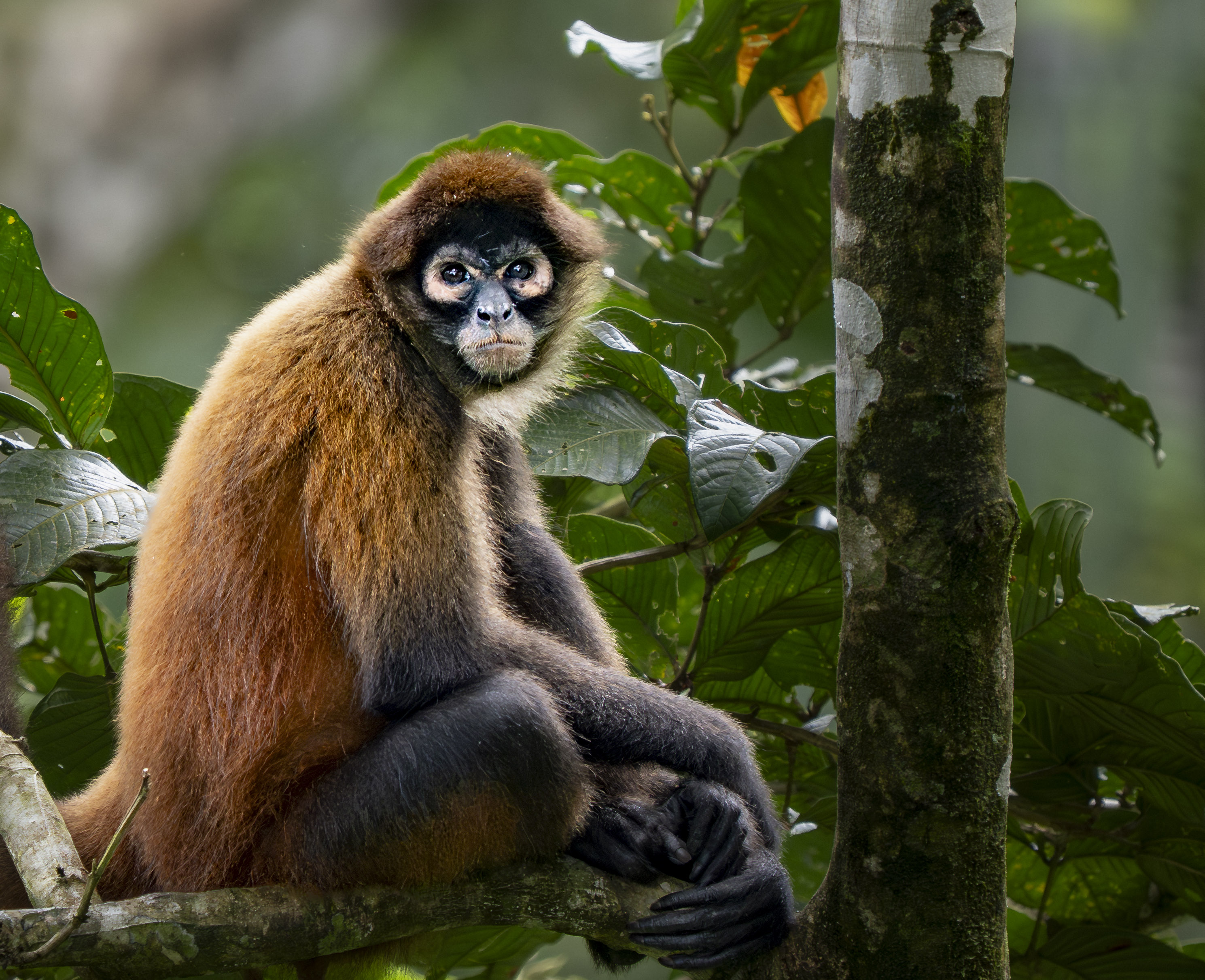 Spider monkey in tropical rainforest, osa peninsula, costa rica