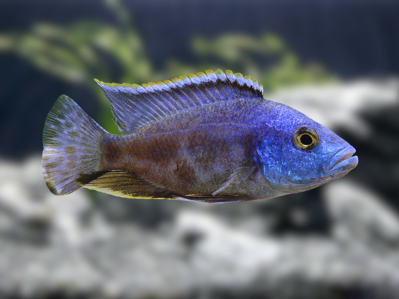 Image of Nimbochromis livingstonii Image of Nimbochromis livingstonii