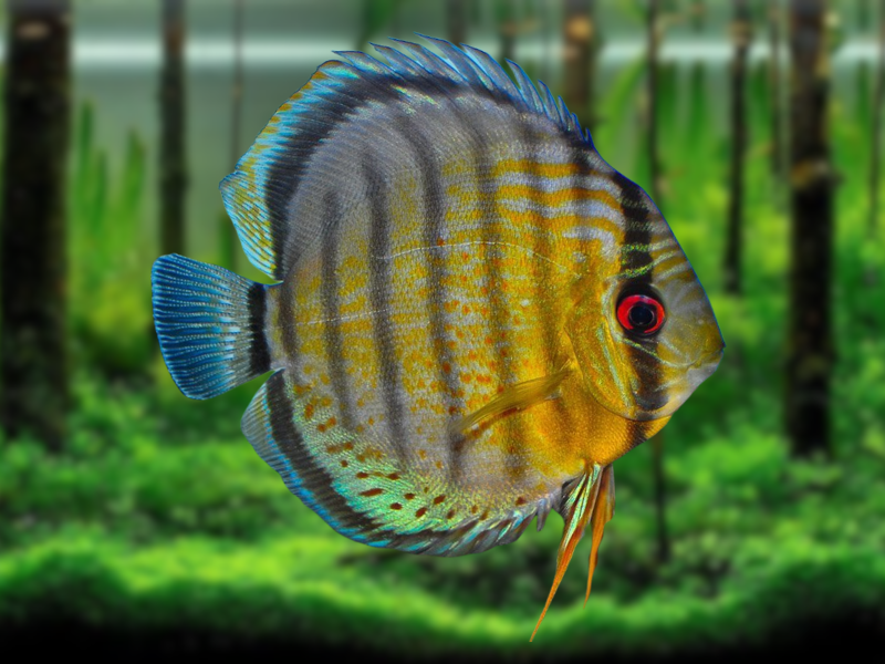 Image of Symphysodon aequifasciatus Image of Symphysodon aequifasciatus