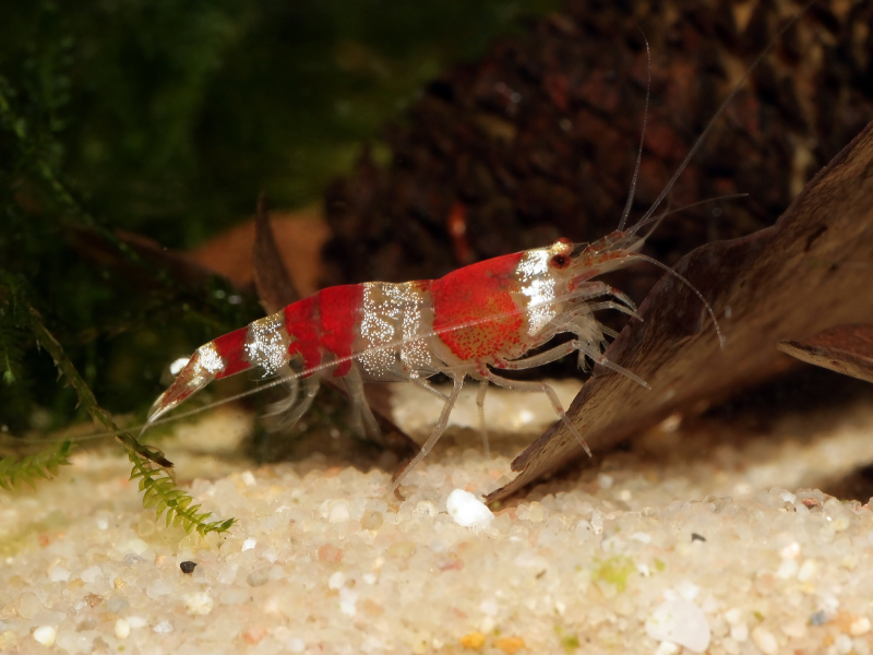 Image of Caridina logemanni Image of Caridina logemanni
