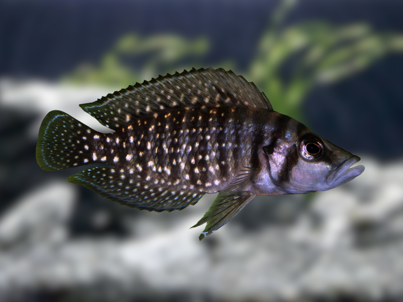 Image of Altolamprologus calvus Image of Altolamprologus calvus