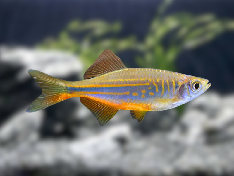 Image of Devario aequipinnatus Image of Devario aequipinnatus