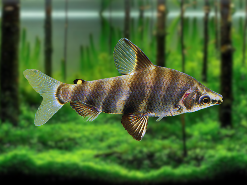 Image of Abramites hypselonotus Image of Abramites hypselonotus