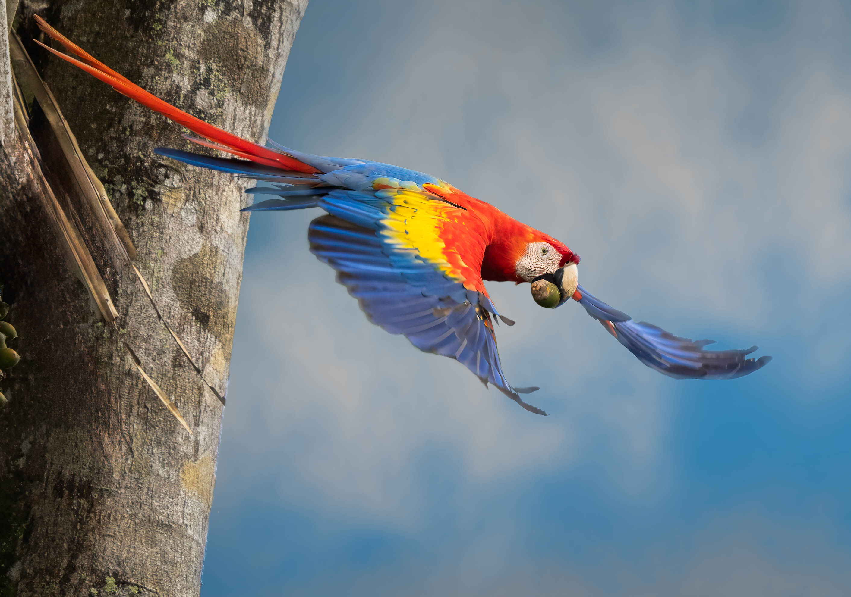 Scarlet macaw in rainforest canopy, osa peninsula, costa rica