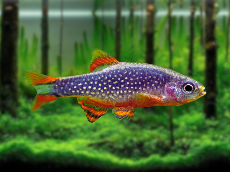 Image of Danio margaritatus Image of Danio margaritatus