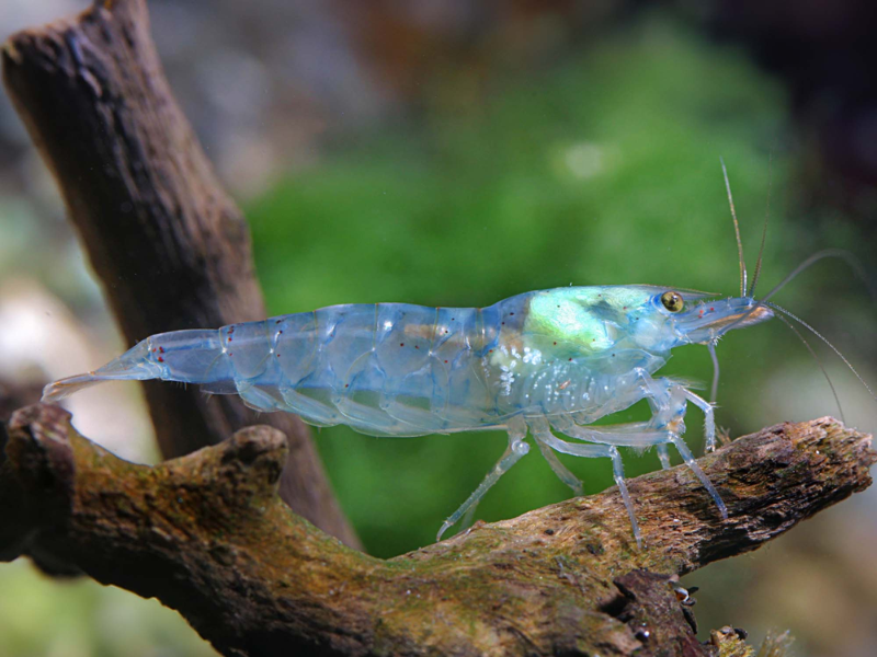 Image of Neocaridina palmata Image of Neocaridina palmata