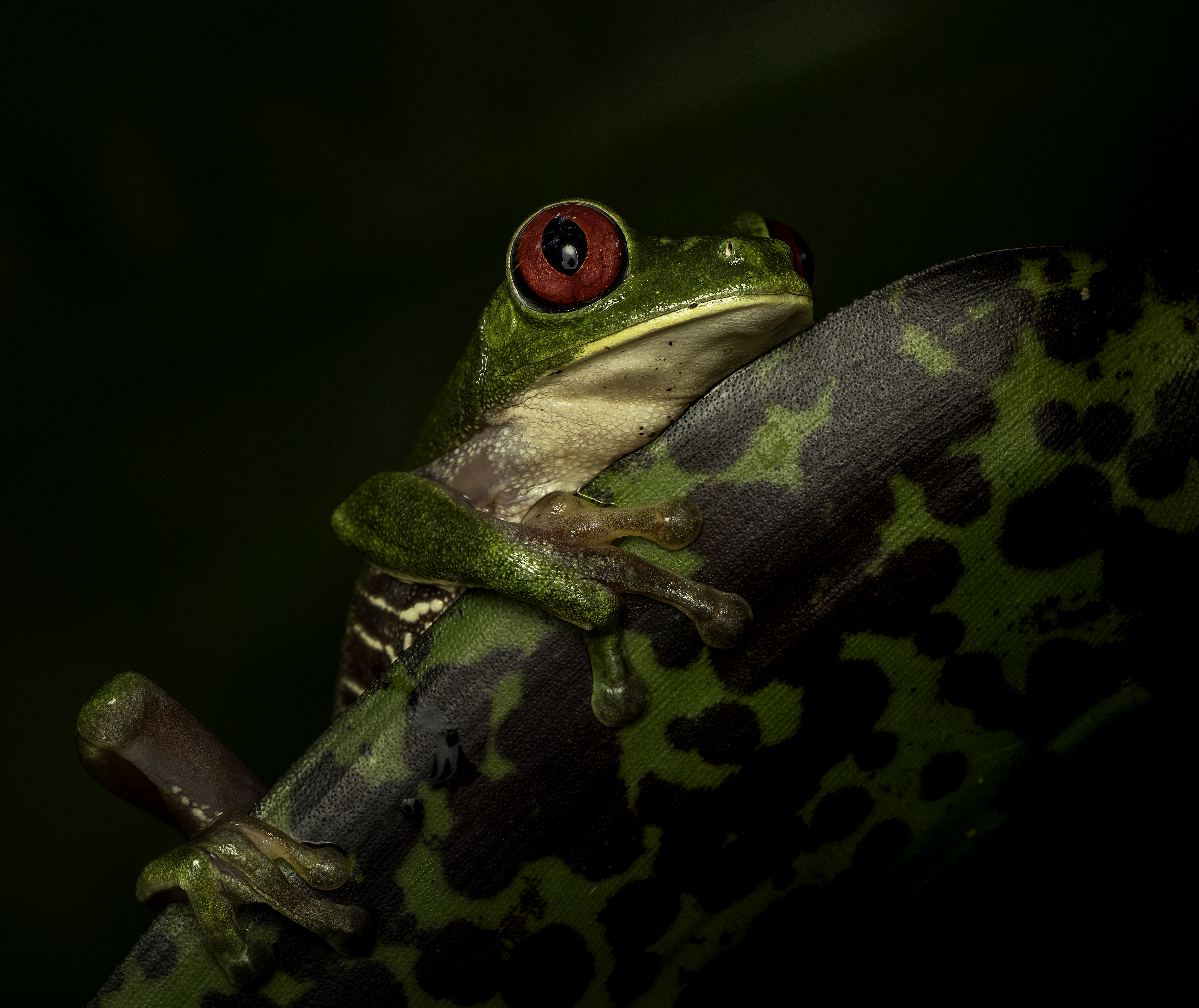 Red-eyed tree frog, macro photograph from the osa peninsula