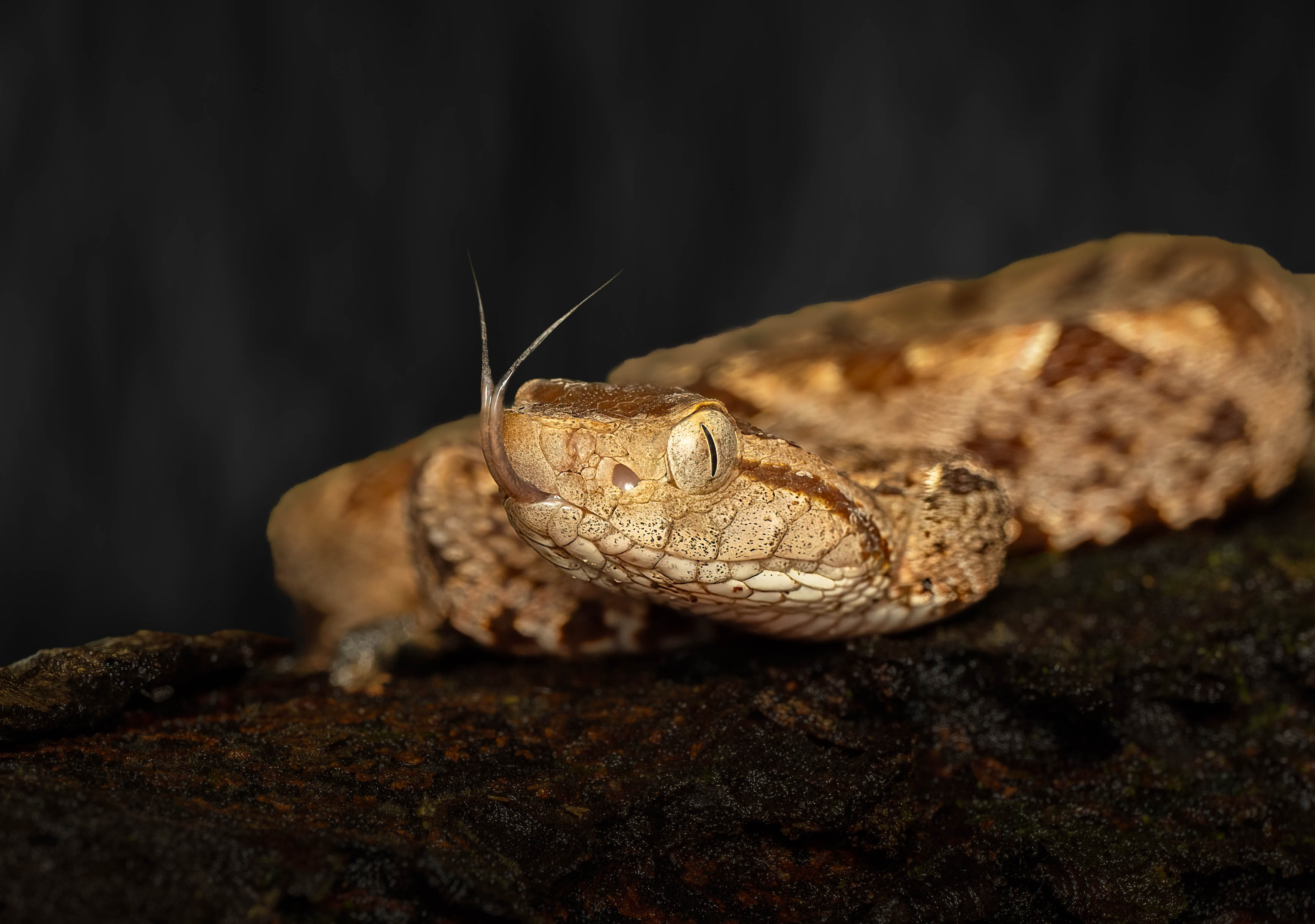 Fer-de-lance snake, macro photograph from the osa peninsula
