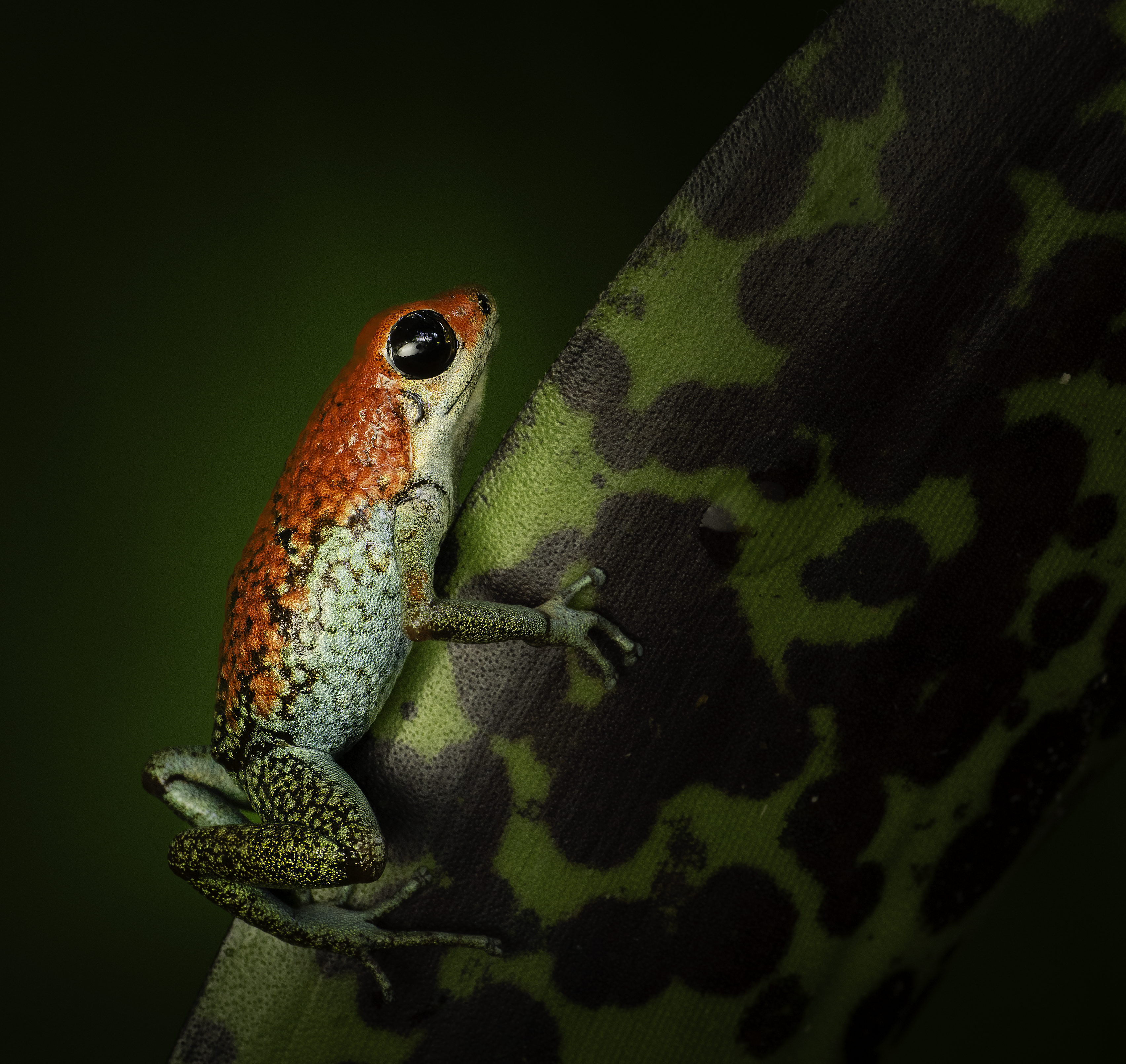 Granular poison dart frog