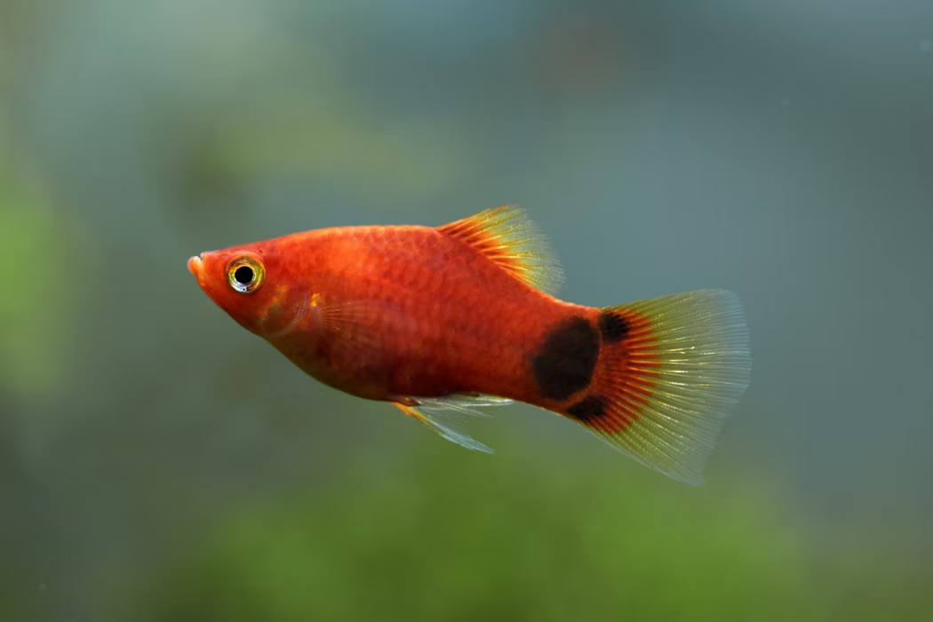 Image of Xiphophorus maculatus Image of Xiphophorus maculatus