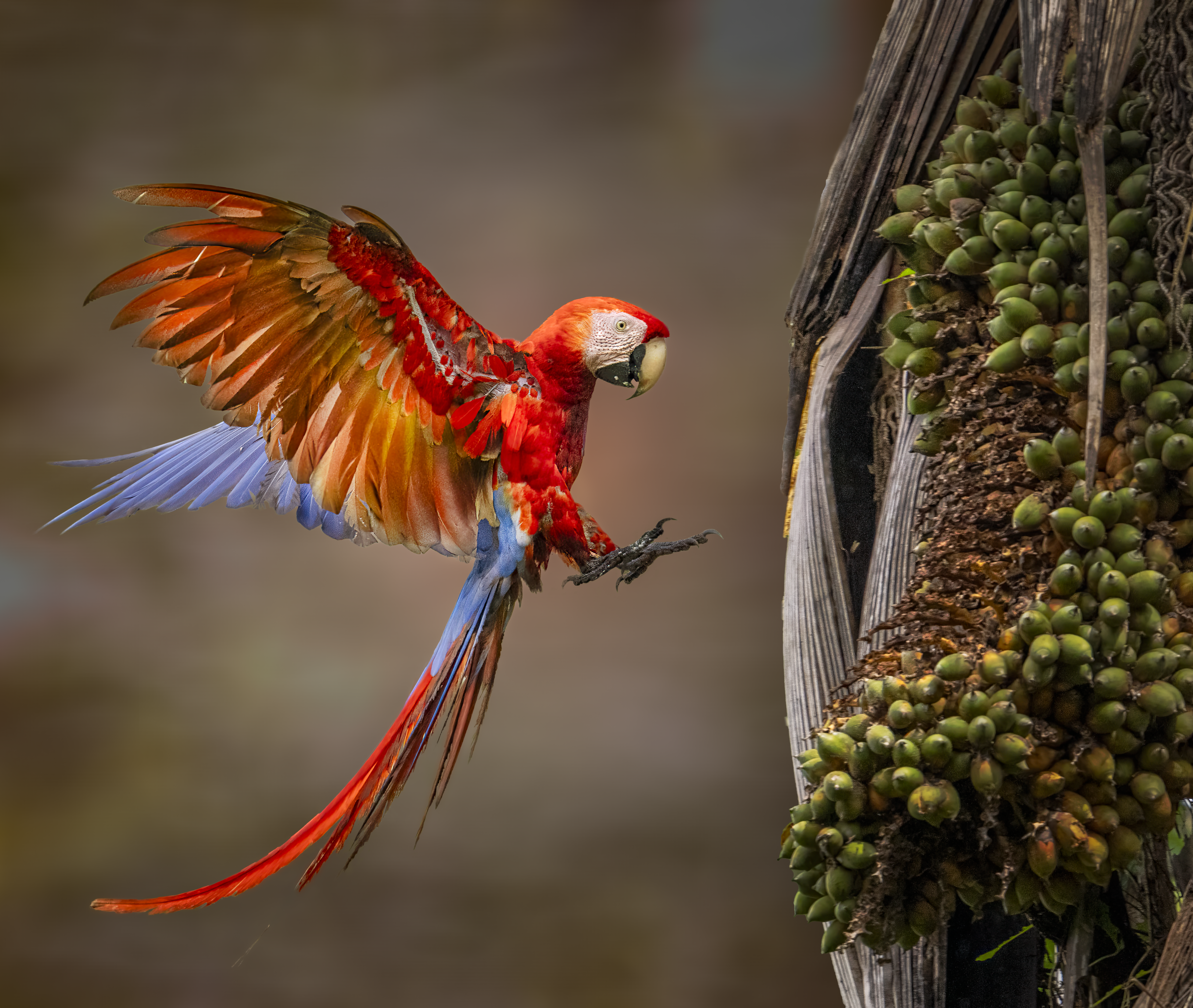 Scarlet macaw in rainforest canopy, osa peninsula, costa rica