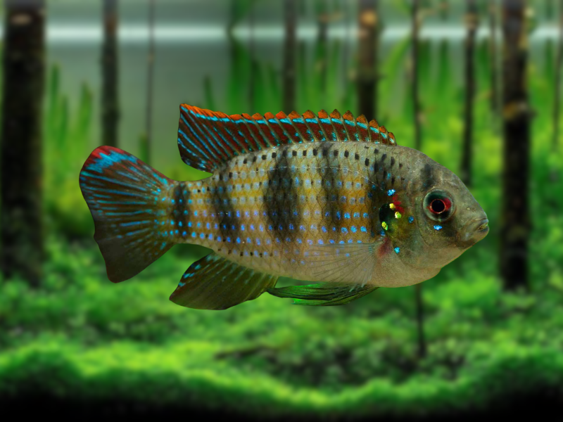 Image of Anomalochromis thomasi Image of Anomalochromis thomasi