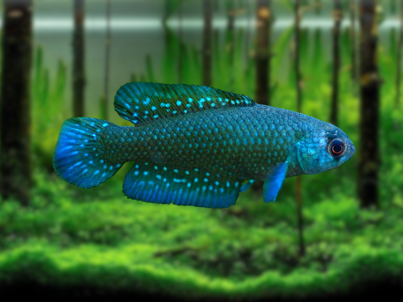 Image of Austrolebias affinis Image of Austrolebias affinis