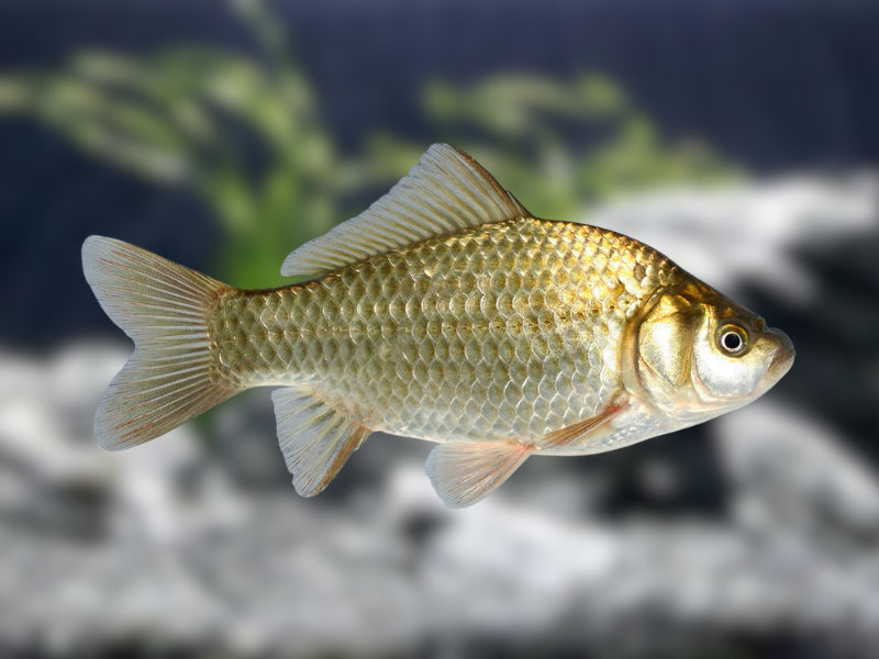 Image of Carassius auratus Image of Carassius auratus