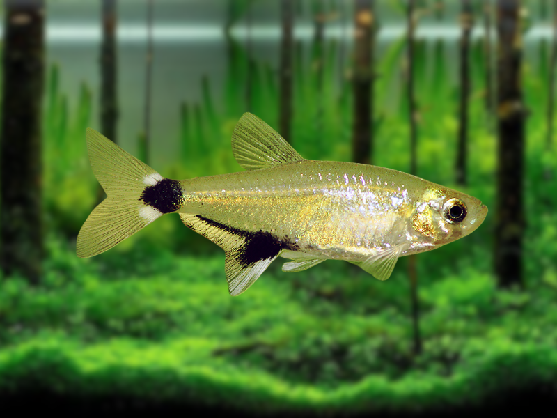 Image of Aphyocharax nattereri Image of Aphyocharax nattereri