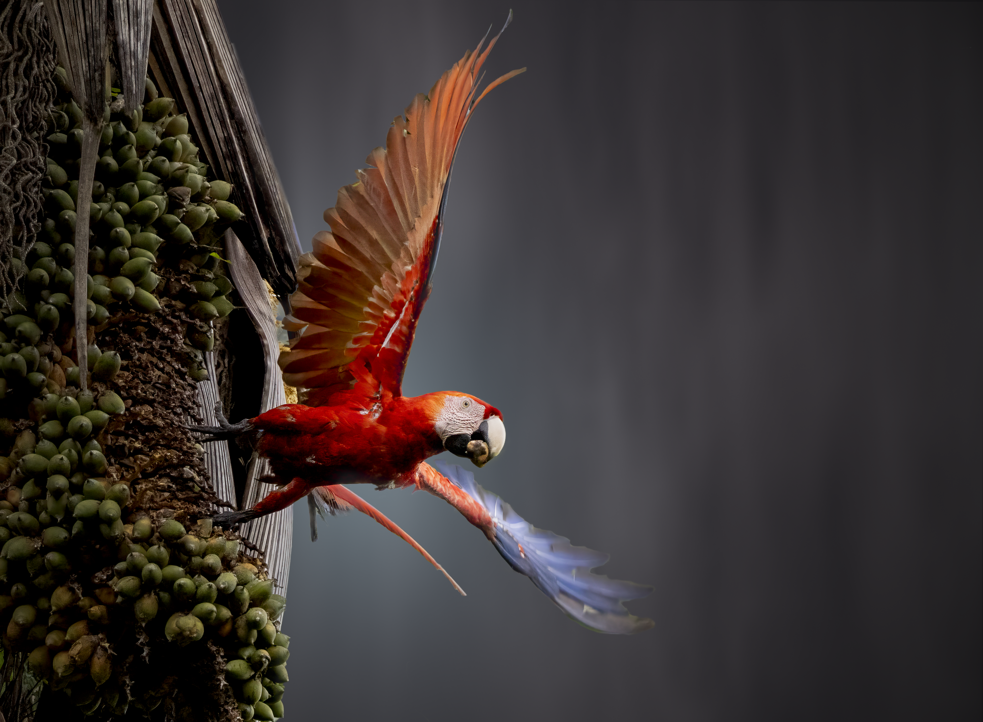 Scarlet macaw in rainforest canopy, osa peninsula, costa rica