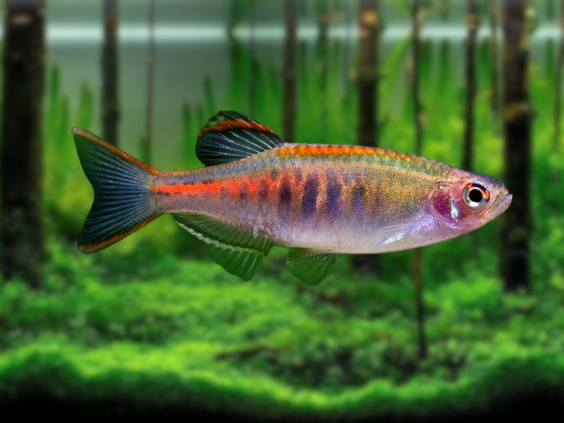 Image of Danio choprae Image of Danio choprae