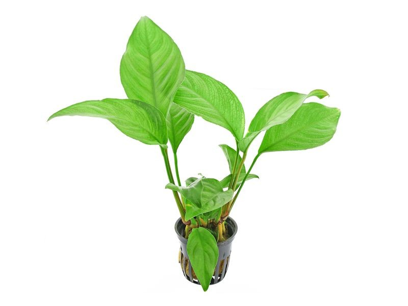 Image of Anubias sagittae Image of Anubias sagittae