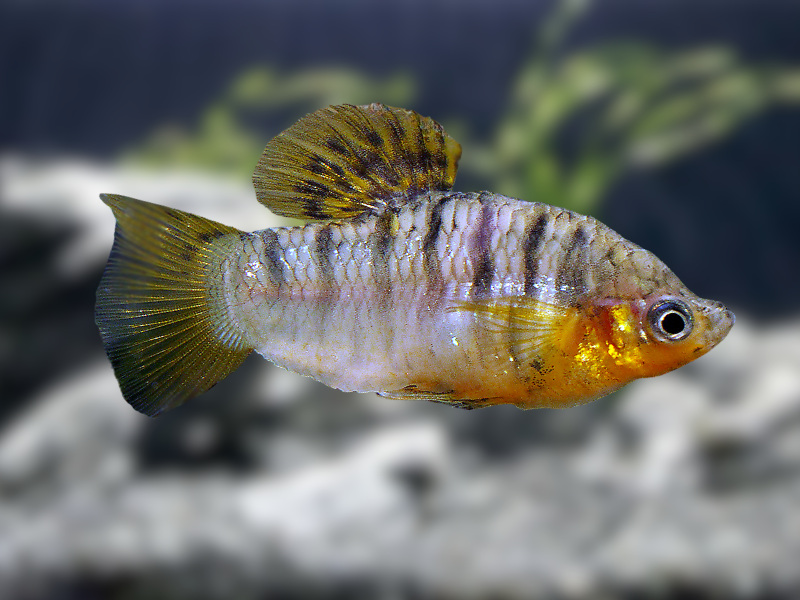 Male
