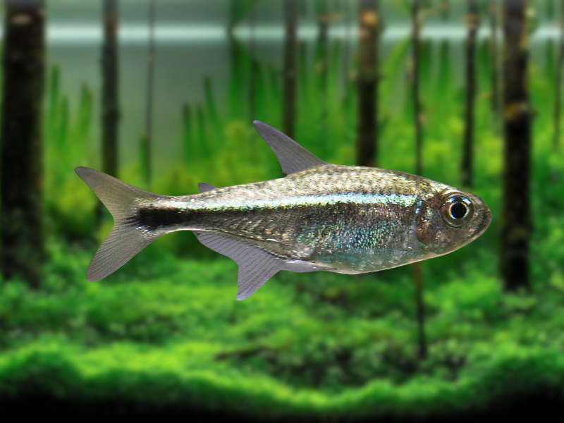 Image of Hemigrammus rodwayi Image of Hemigrammus rodwayi