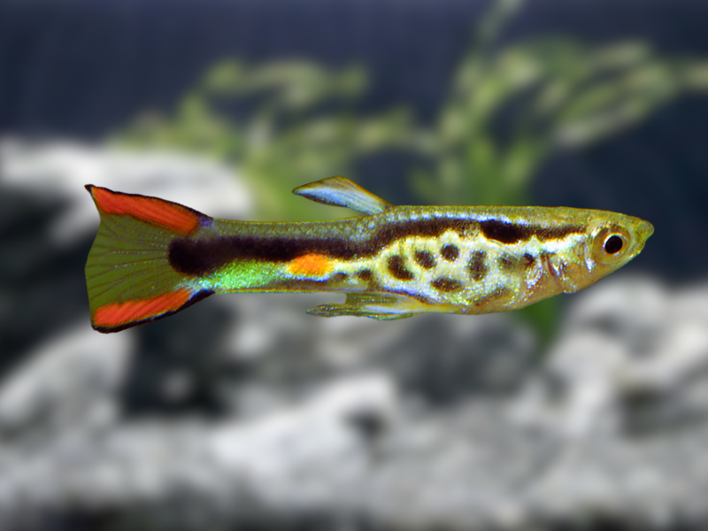 Image of Poecilia wingei Image of Poecilia wingei