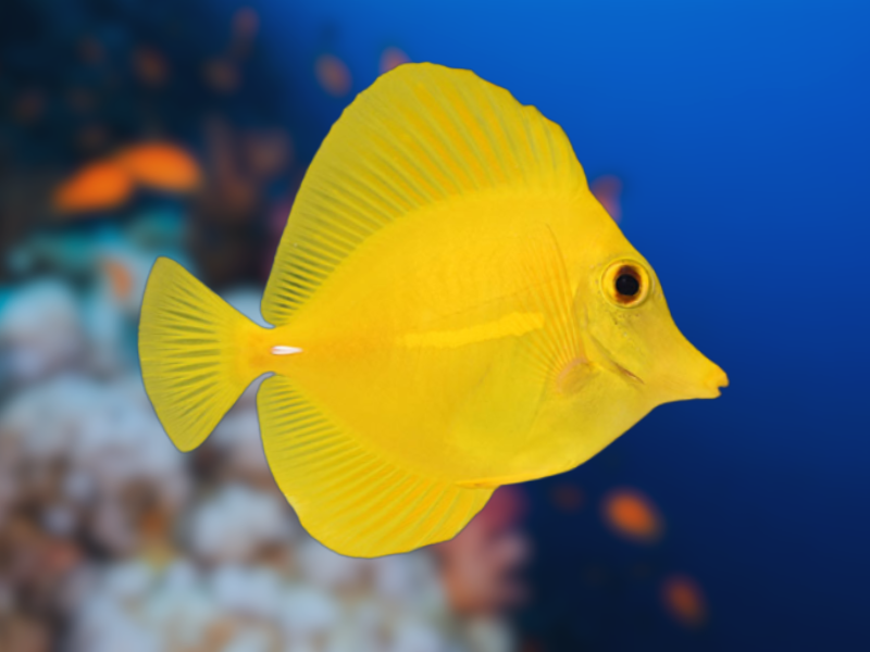 Image of Zebrasoma flavescens Image of Zebrasoma flavescens