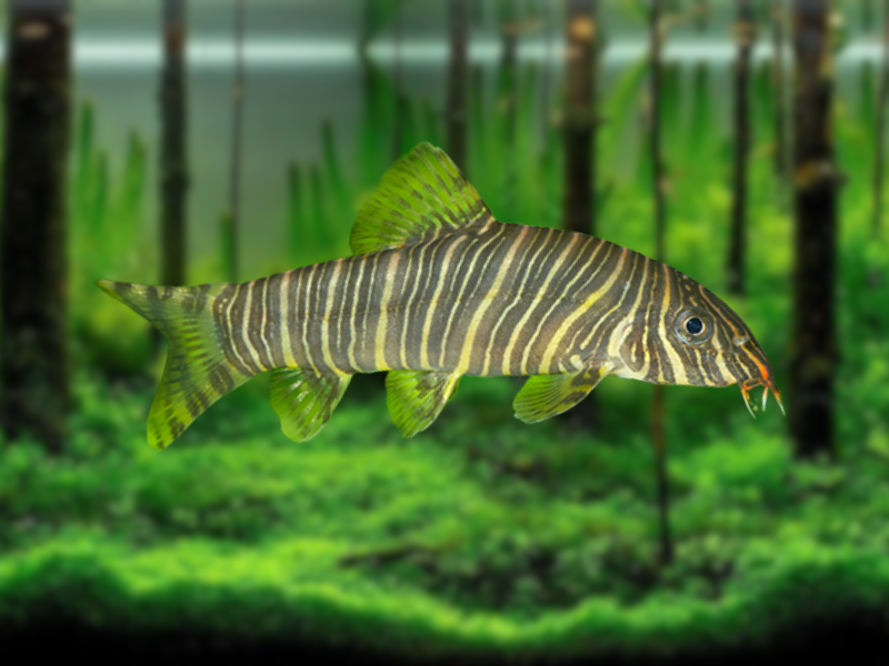 Image of Botia striata Image of Botia striata