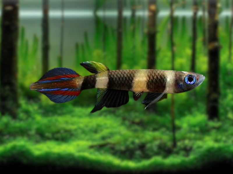 Image of Epiplatys annulatus Image of Epiplatys annulatus