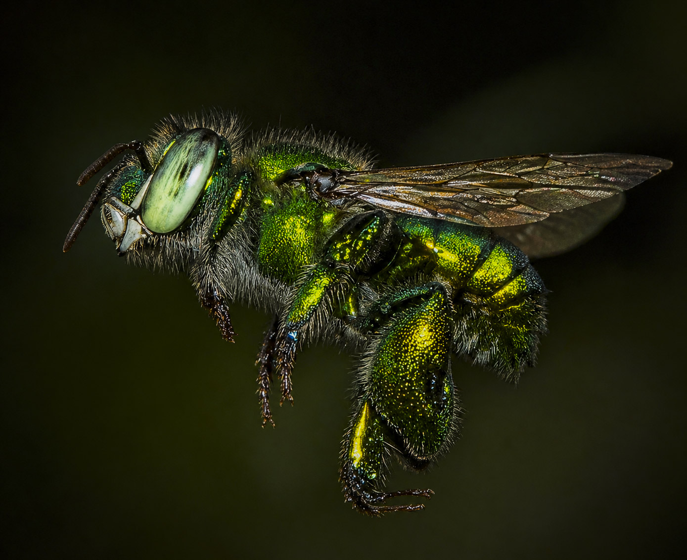 Orchid bee