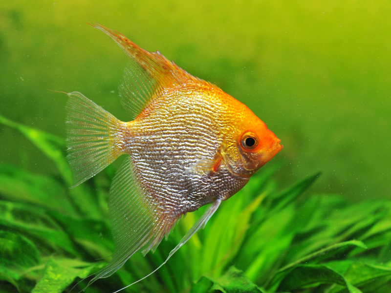 Image of Pterophyllum scalare Image of Pterophyllum scalare