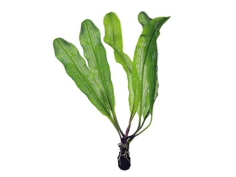 Image of Aponogeton madagascariensis Image of Aponogeton madagascariensis