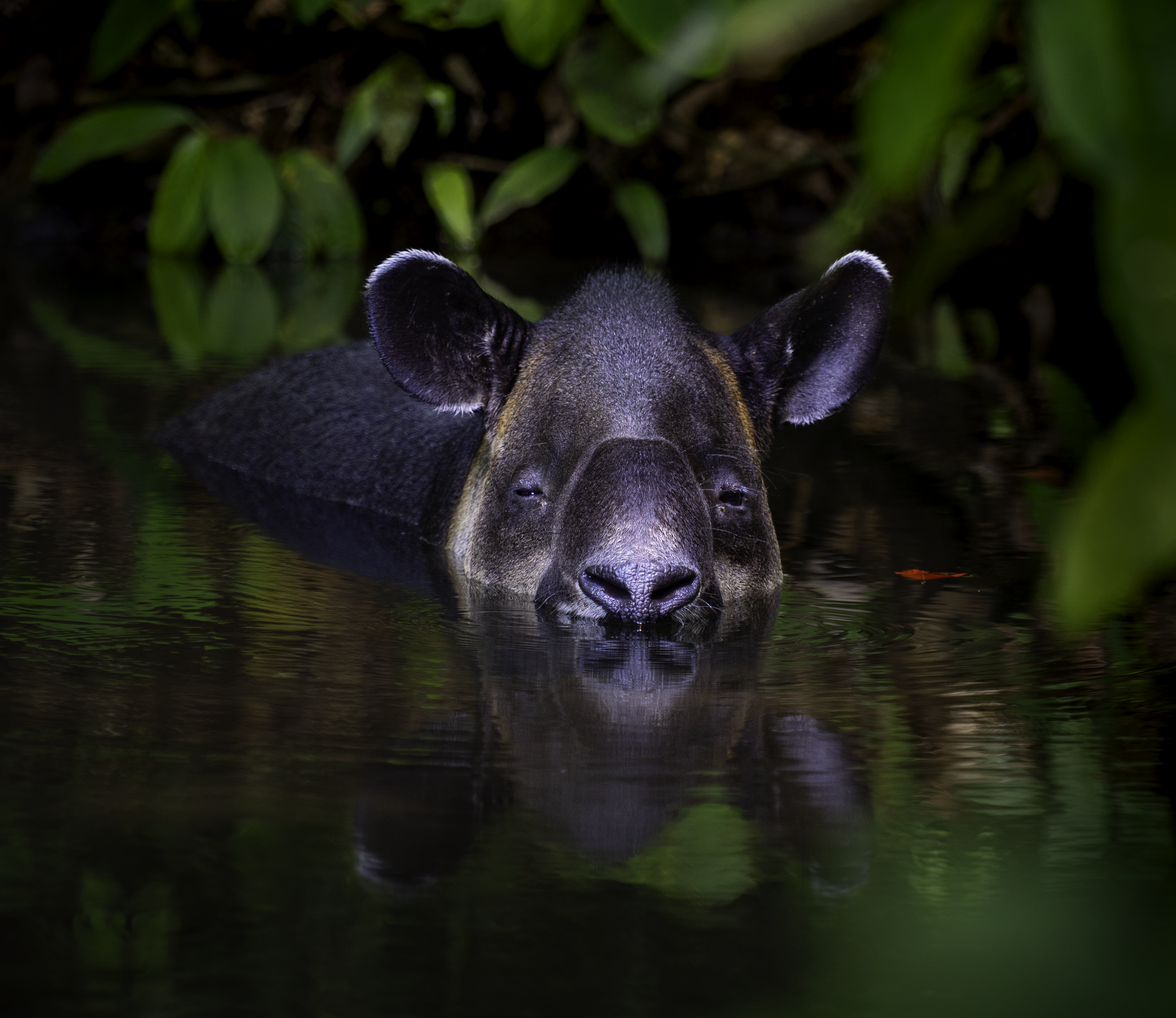 Tapir in water, osa peninsula, costa rica