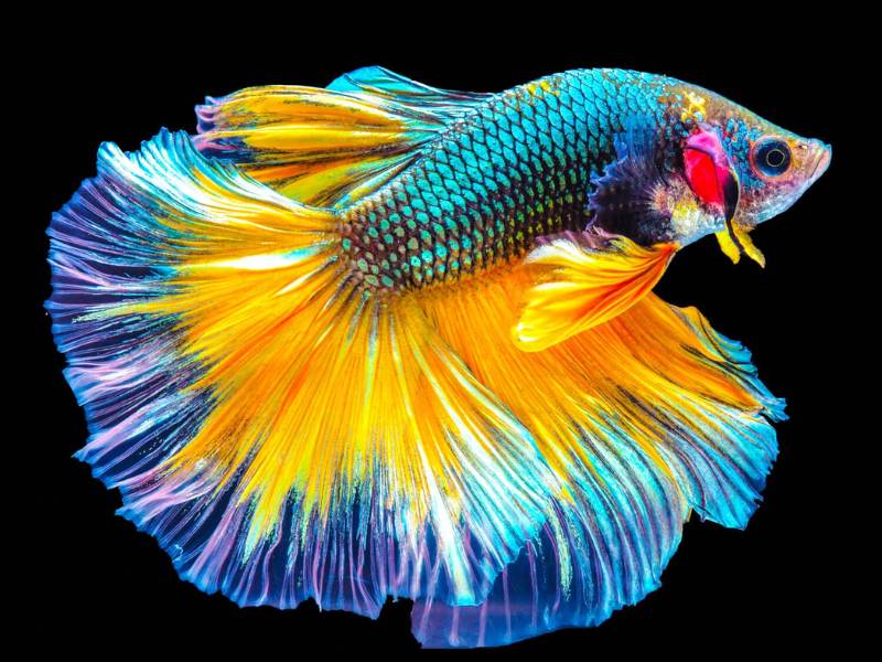 Image of Betta splendens Image of Betta splendens