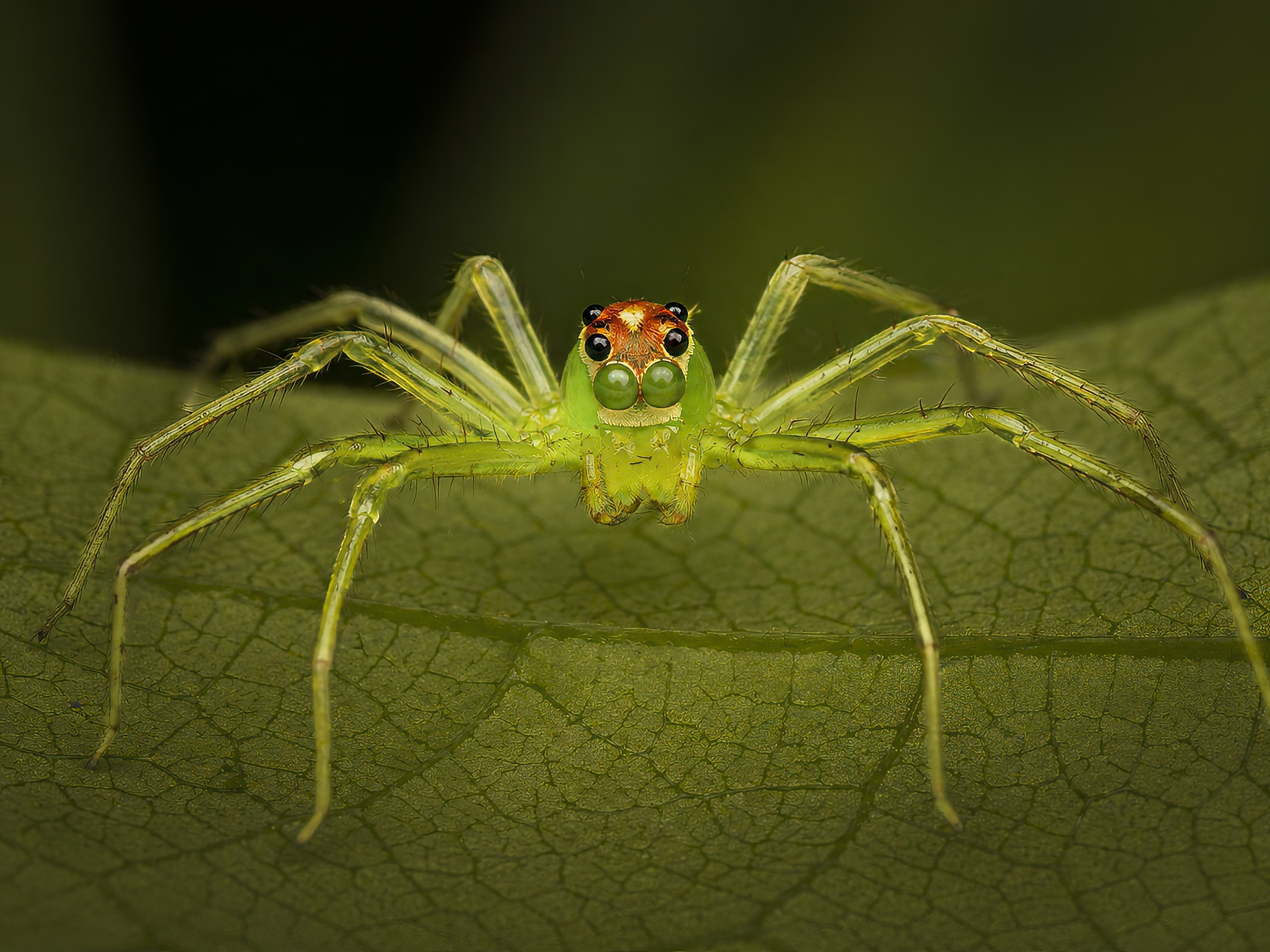 Jumping spider