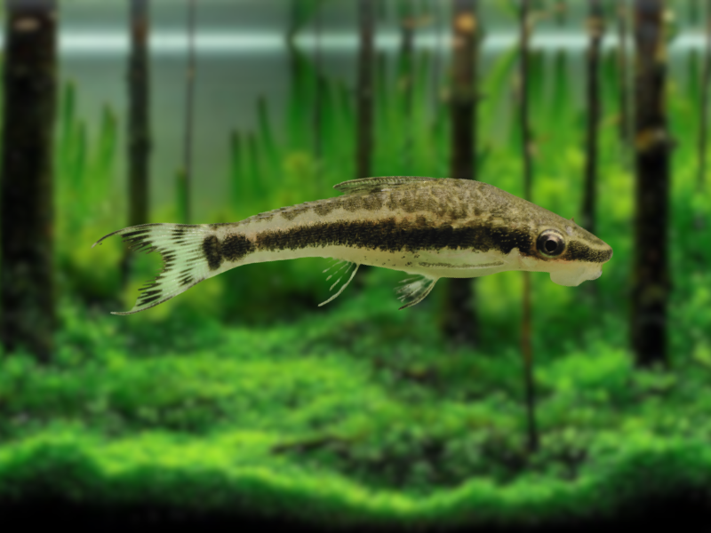 Image of Otocinclus vittatus Image of Otocinclus vittatus