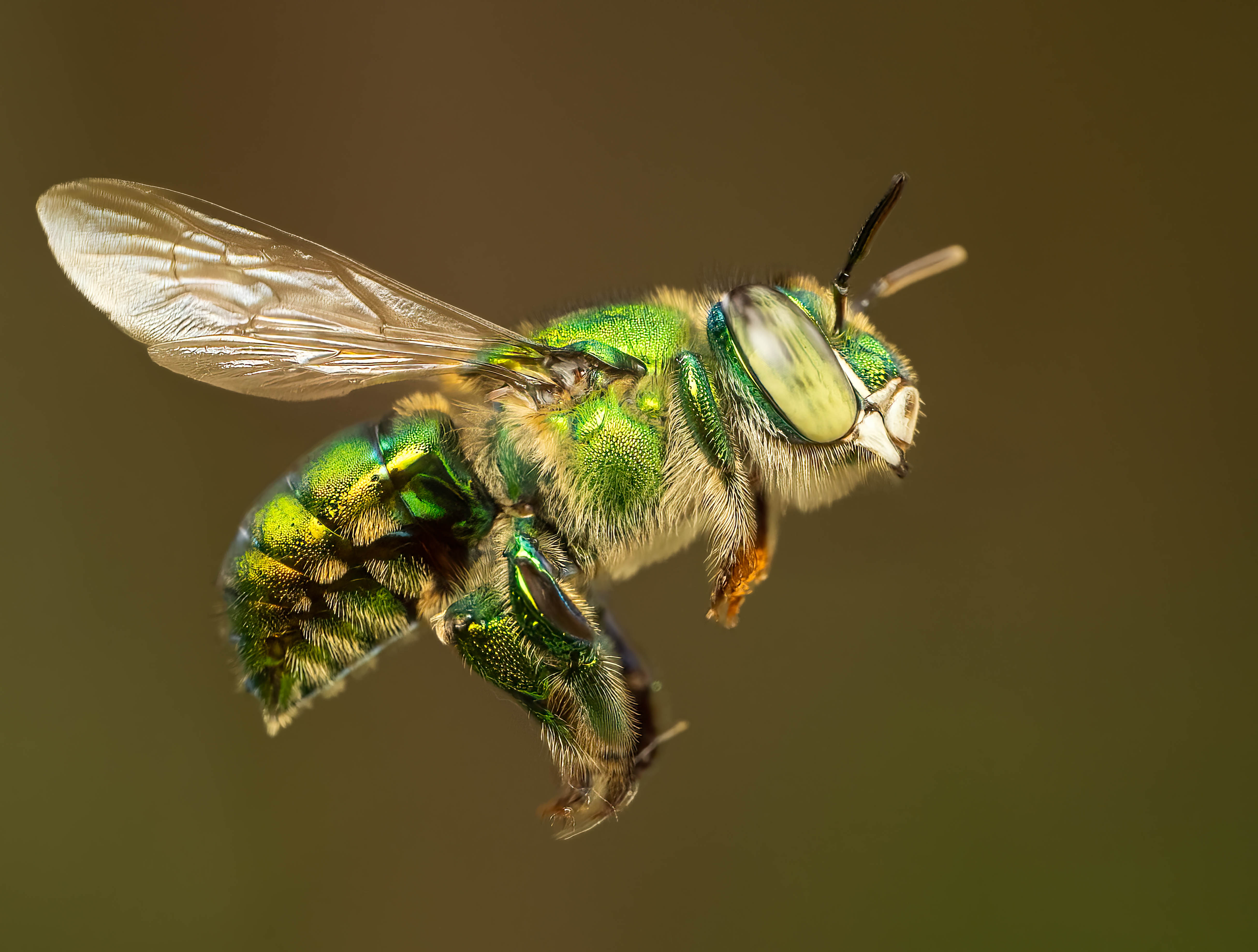 Orchid bee in flight, macro photograph from the osa peninsula