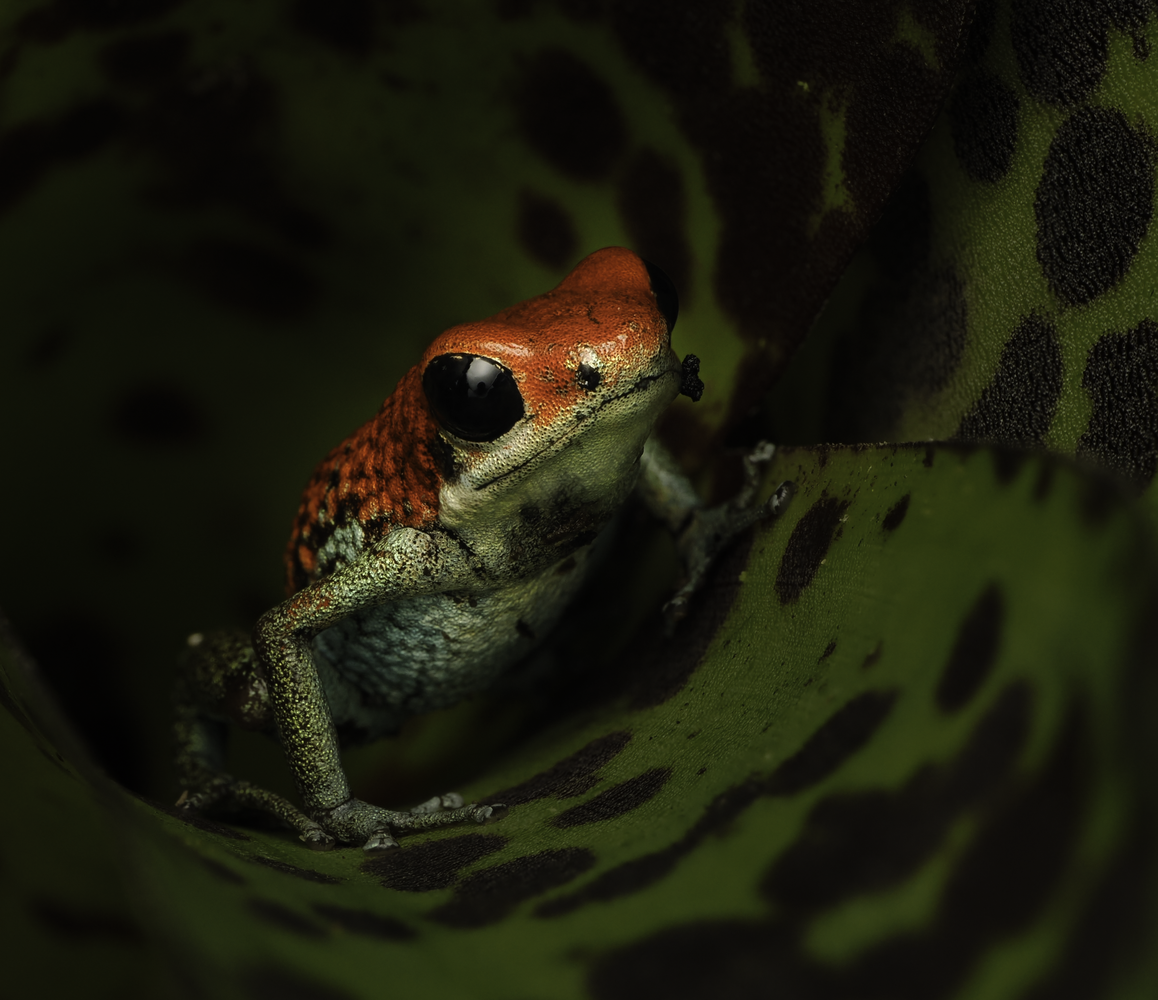 Granular poison dart frog