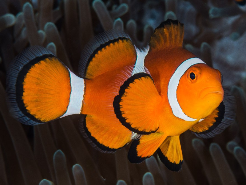 Image of Amphiprion ocellaris Image of Amphiprion ocellaris
