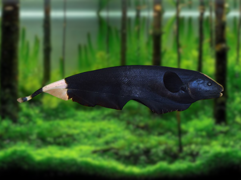 Image of Apteronotus albifrons Image of Apteronotus albifrons