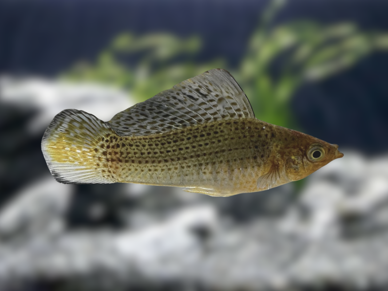 Image of Poecilia latipinna Image of Poecilia latipinna