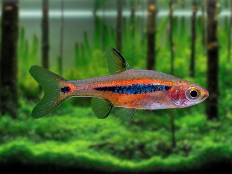 Image of Boraras urophthalmoides Image of Boraras urophthalmoides