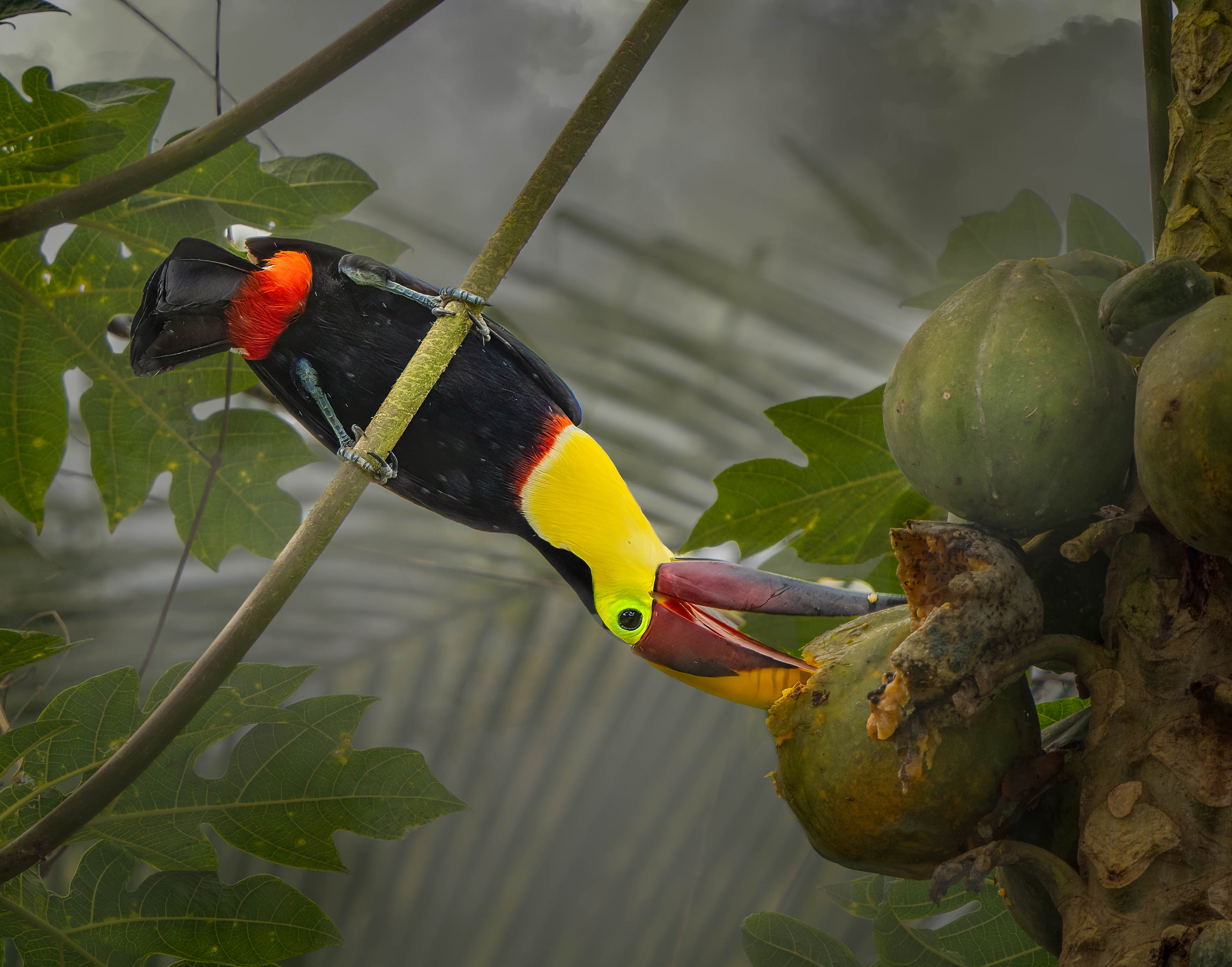 Yellow-throated toucan in rainforest canopy, osa peninsula, costa rica