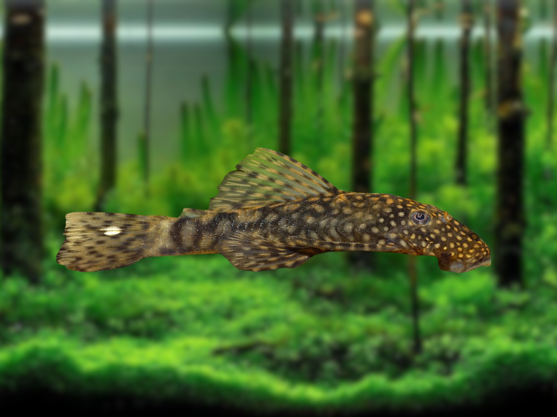 Image of Ancistrus cirrhosus Image of Ancistrus cirrhosus