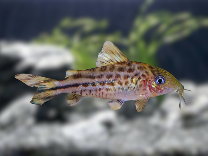 Image of Corydoras robinae Image of Corydoras robinae