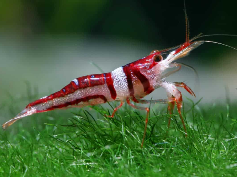 Image of Caridina spongicola Image of Caridina spongicola